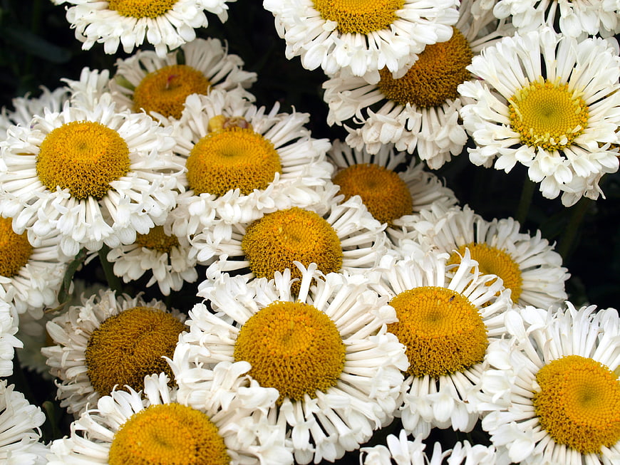 Close-up of white daisies with yellow centers