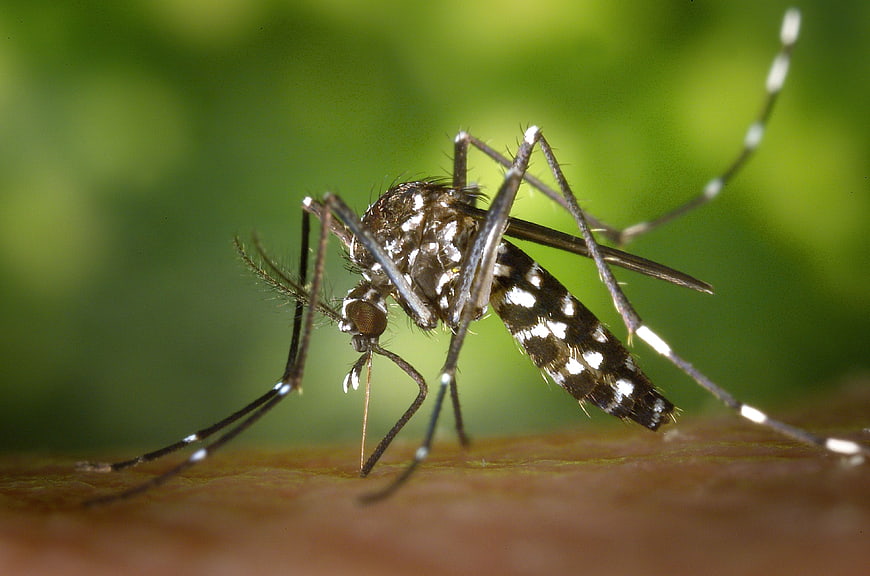 Close-up of a mosquito on human skin