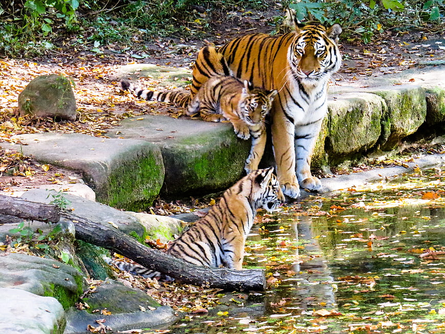 Mother tiger and two cubs drinking water in zoo enclosure