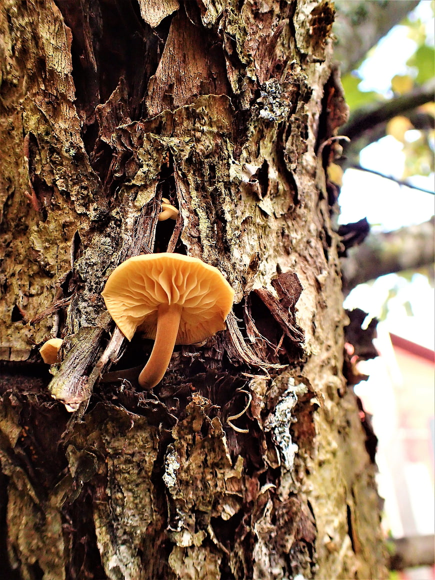 Close-up of Orange Mushroom Growing on Tree Bark