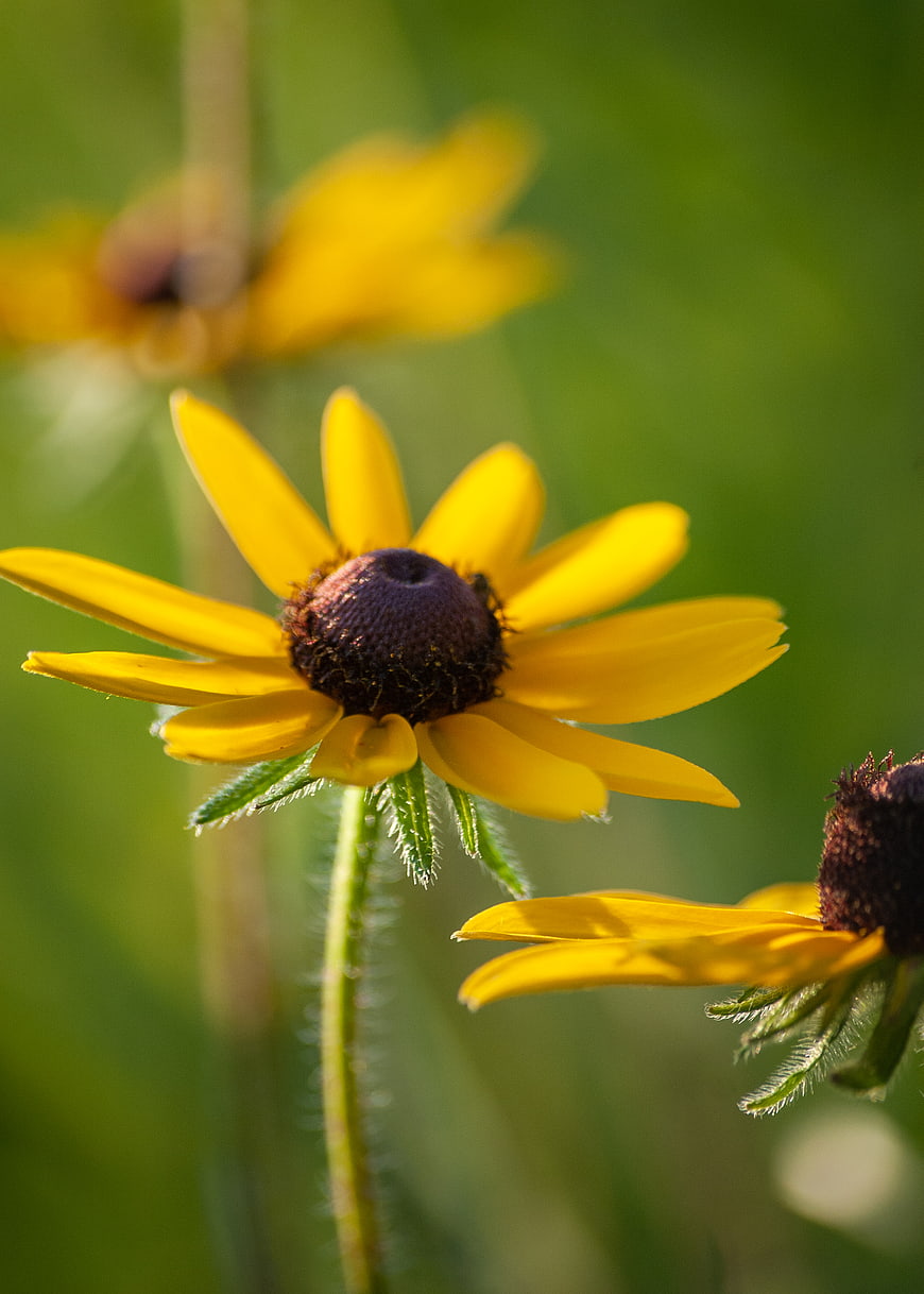 Close-up of Yellow Black-Eyed Susan Flower in Green Garden