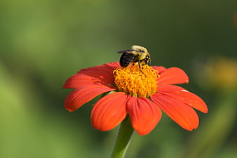 Bumblebee Pollinating Vibrant Orange Zinnia Flower