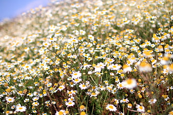 Field of White Chamomile Flowers in Summer Sun