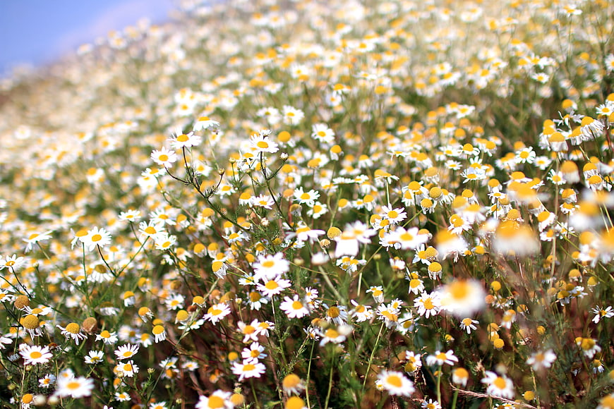 Field of White Chamomile Flowers in Summer Sun