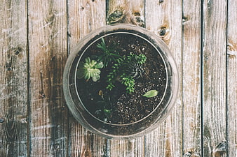 Top View of Succulents in Glass Bowl on Rustic Wood