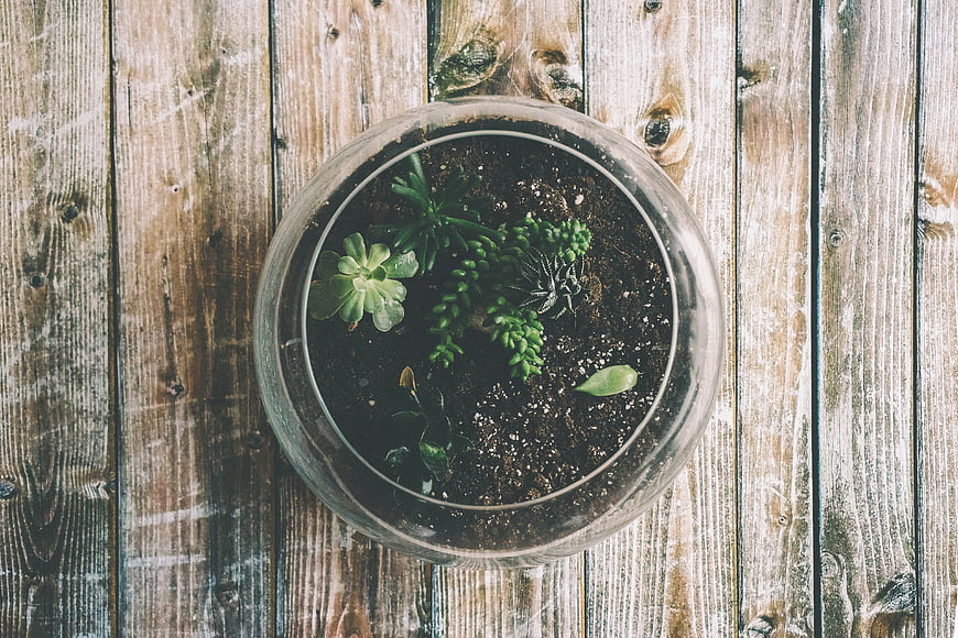 Top View of Succulents in Glass Bowl on Rustic Wood