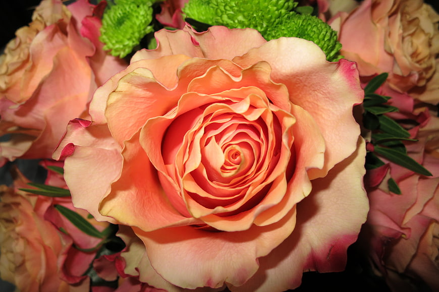 Close-up of a vibrant peach rose with green accents