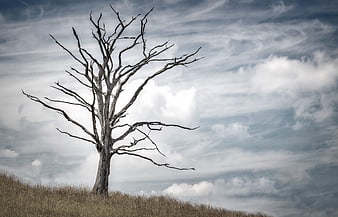 Solitary Dead Tree on Grassy Hill Against Dramatic Cloudy Sky