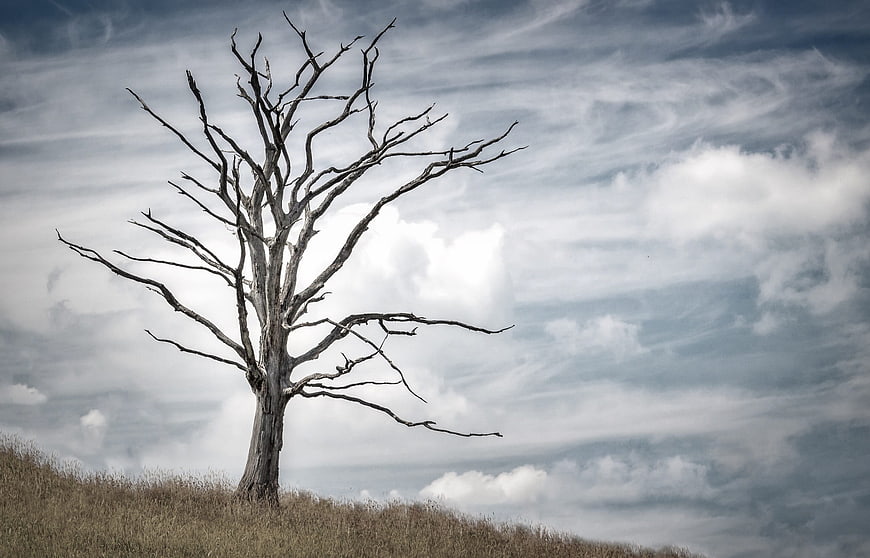 Solitary Dead Tree on Grassy Hill Against Dramatic Cloudy Sky