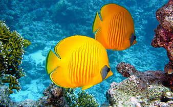 Two Yellow Butterflyfish Swimming in Coral Reef