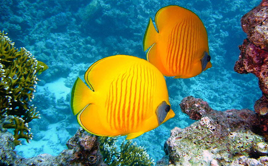 Two Yellow Butterflyfish Swimming in Coral Reef