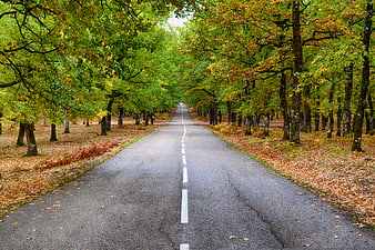 Asphalt road through autumn forest with green and yellow leaves