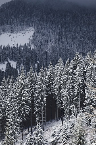Aerial View of Snow-Covered Pine Forest in Winter