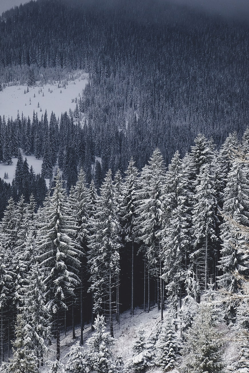 Aerial View of Snow-Covered Pine Forest in Winter