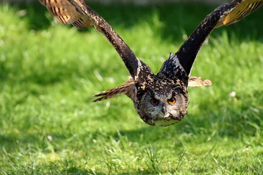 Eurasian Eagle Owl Flying Low Over Green Grass