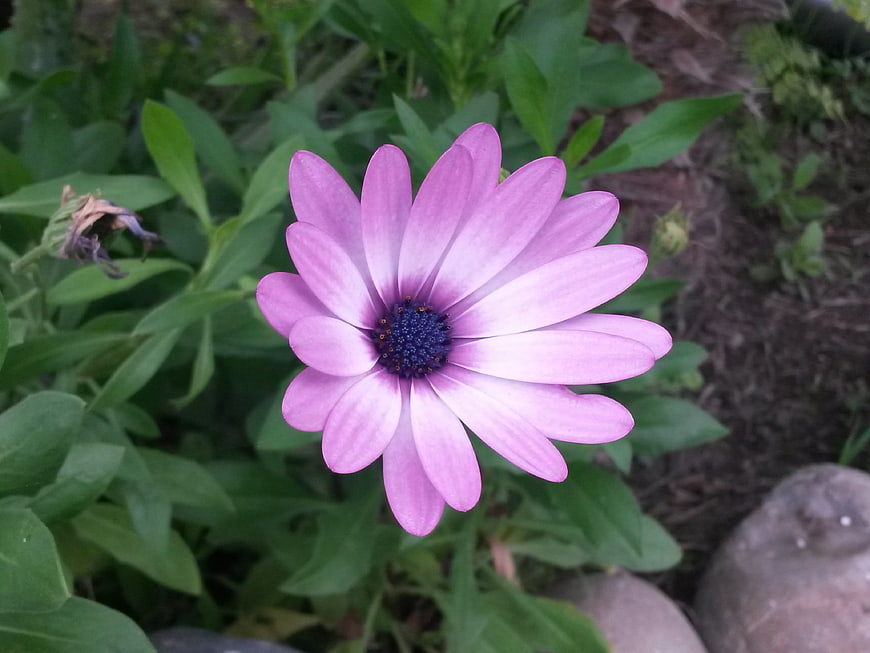 Close-up of a vibrant pink African daisy flower in a garden