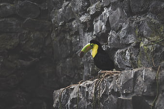 Choco Toucan perched on rocky ledge in natural habitat