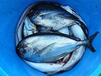Fresh silver fish in blue bucket