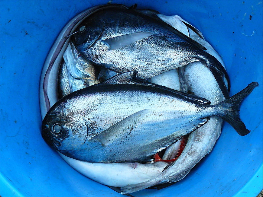 Fresh silver fish in blue bucket