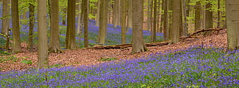 Bluebell carpet in a spring beech forest
