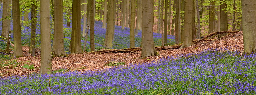 Bluebell carpet in a spring beech forest