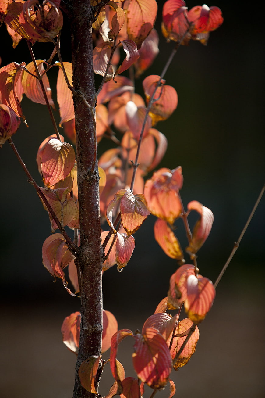 Close-up of backlit autumn leaves on a tree branch