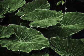 Close-up of large green tropical leaves with intricate veins