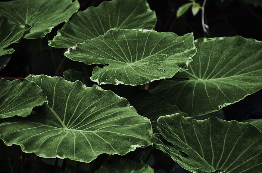 Close-up of large green tropical leaves with intricate veins