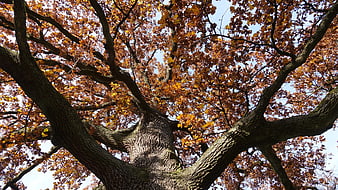 Low angle view of oak tree with autumn leaves against blue sky
