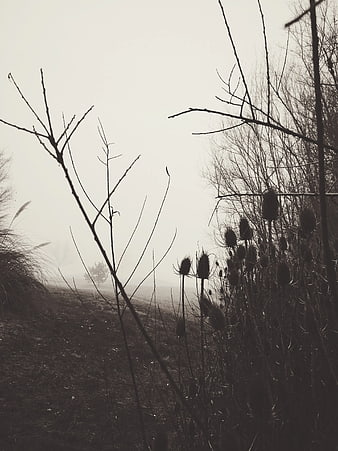 Misty Winter Landscape with Silhouetted Thistle Plants