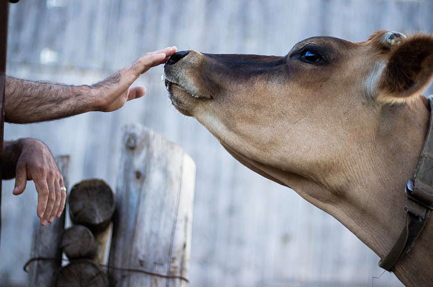 Man Gently Touching Cow Nose Over Wooden Fence