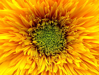 Close-up of vibrant yellow and green gerbera daisy center
