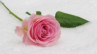 Pink Rose in Snow with Green Leaf