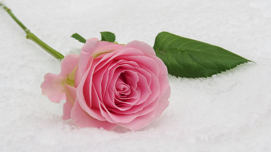 Pink Rose in Snow with Green Leaf