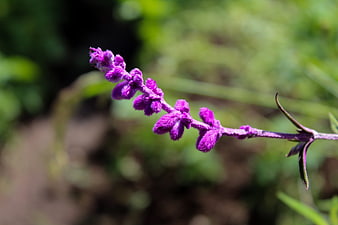 Close-up of purple catmint flower on green blurred background