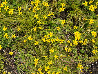 Top View of Small Yellow Wildflowers in Green Grass