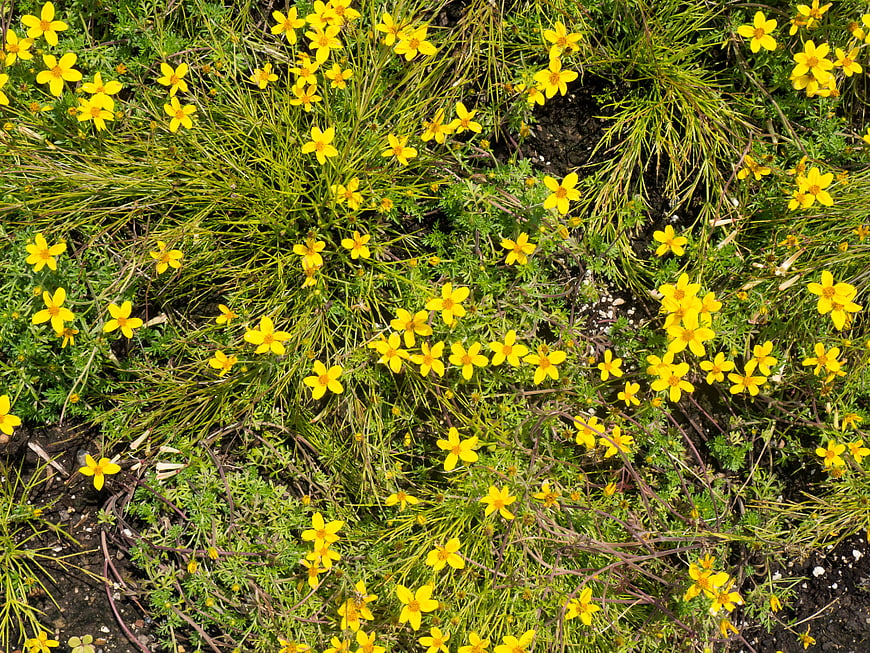 Top View of Small Yellow Wildflowers in Green Grass