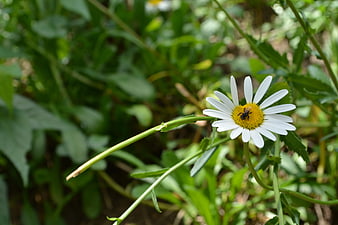 Close-up of a bee on a white daisy flower in a garden