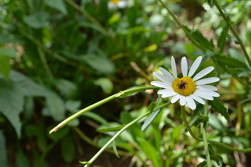 Close-up of a bee on a white daisy flower in a garden