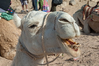 Close-up of a white camel with open mouth in desert