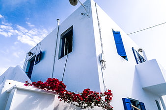 White Cycladic Architecture with Blue Shutters and Red Bougainvillea