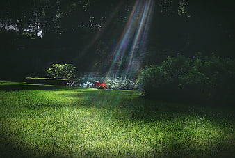 Sunbeams shining through trees onto a green garden lawn