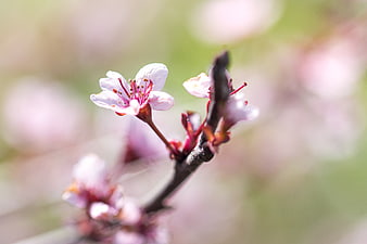 Close-up of delicate pink cherry blossom on a branch with soft bokeh