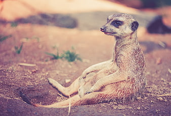 Relaxed Meerkat Sitting on Sandy Ground in Wildlife Habitat