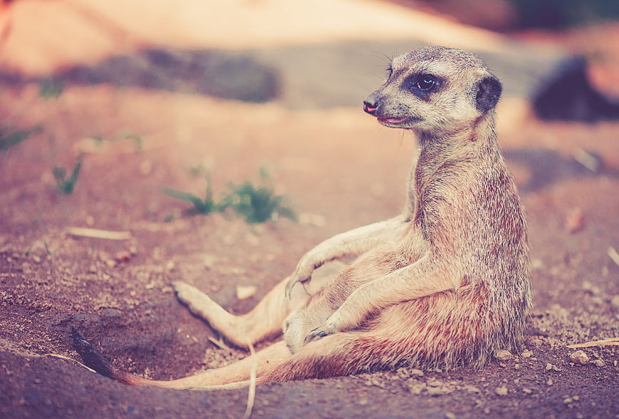 Relaxed Meerkat Sitting on Sandy Ground in Wildlife Habitat