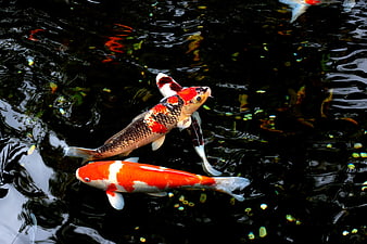 Colorful Koi Fish Swimming in Dark Pond Water