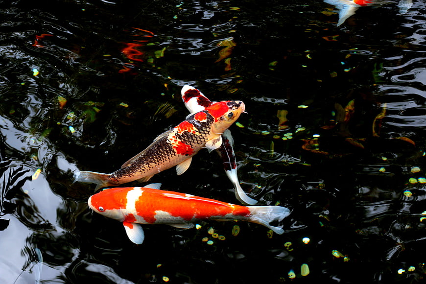 Colorful Koi Fish Swimming in Dark Pond Water