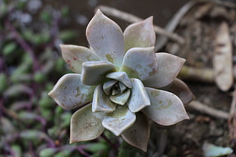 Close-up of Pale Succulent Plant with Blurred Background