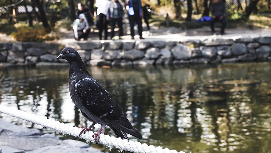 Pigeon perched on white rope by pond in park