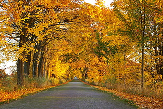 Golden Autumn Road Lined with Yellow Trees